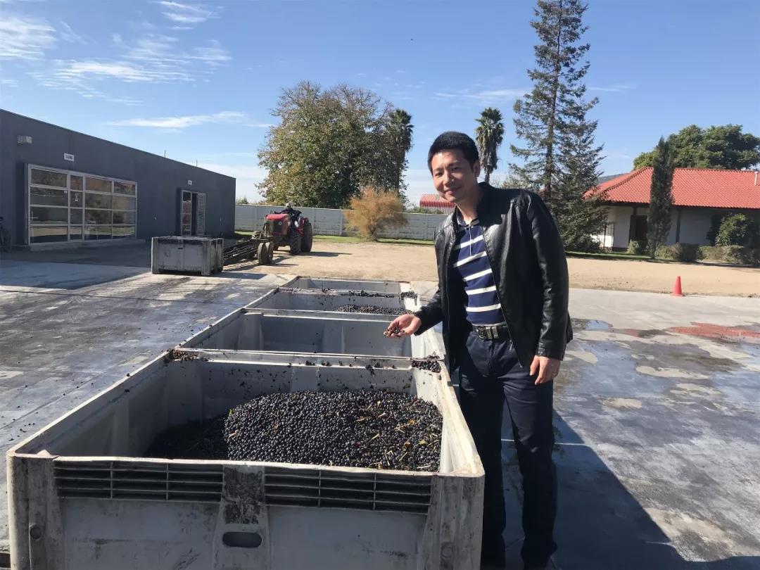 傲鱼葡萄酒酿造全过程